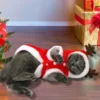 deguisement-noel-pour-chat